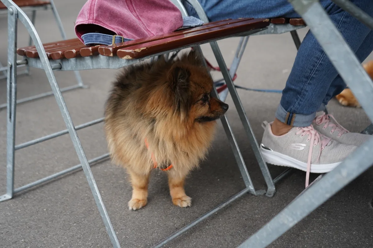 Ein Zwergspitz unter dem Tisch des Stadtparkcafés in Uster.